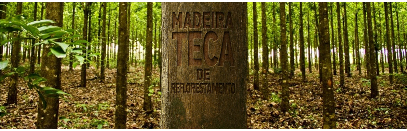Madeira Teca de Reflorestamento